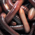 Γαιοσκώληκες - Lumbricus rubellus ή California Red worm